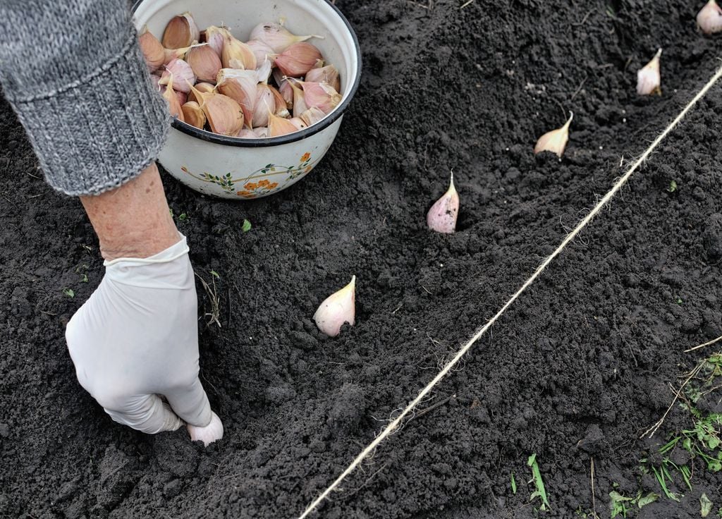 Il est possible de planter certaines épices au potager.