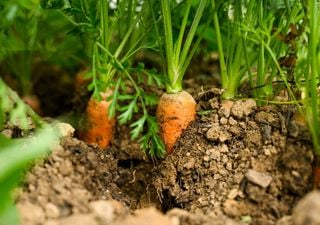 Qué plantar en agosto en el huerto y qué cuidados se deben llevar a cabo