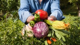 Qu&eacute; plantar en agosto (incluso en macetas): verduras para sembrar ahora y asegurar una huerta exquisita esta primavera