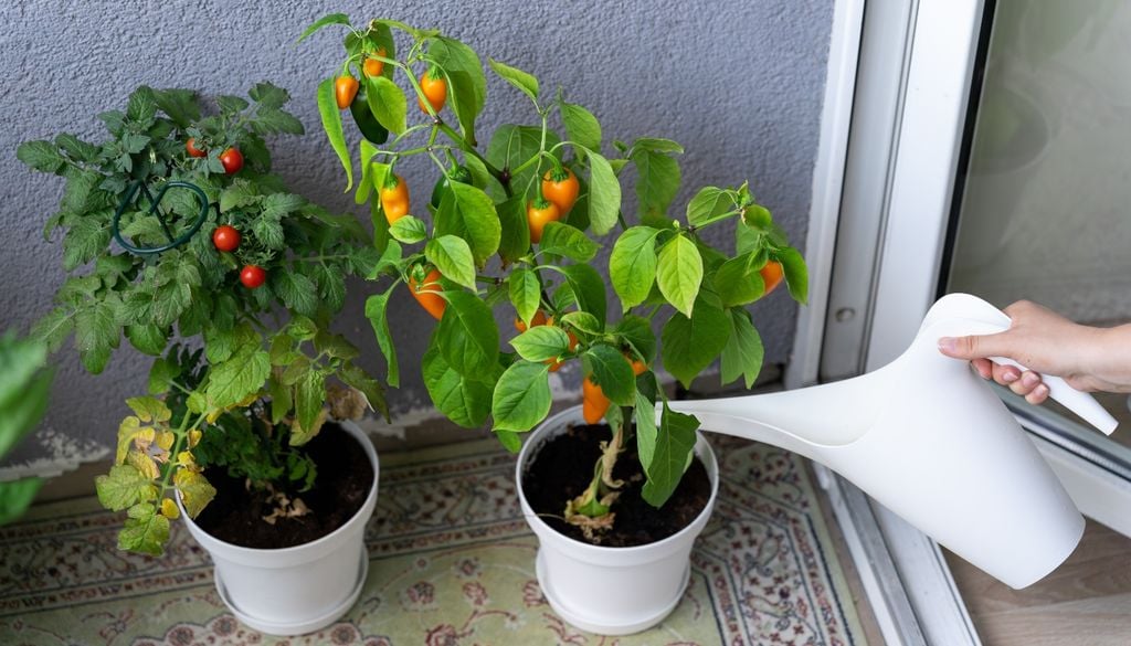 plantas Sembrar las semillas de tomate en recipientes resguardados garantiza plantas fuertes listas para el trasplante de primavera.