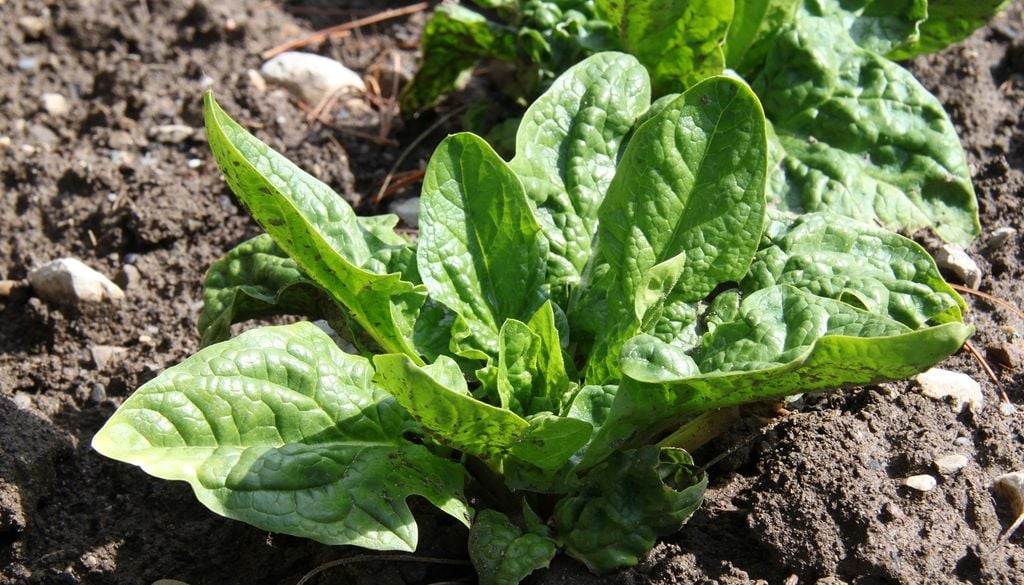 plantas Sombra ligera y temperaturas frescas: la espinaca germina sin inconvenientes con el frío de agosto.