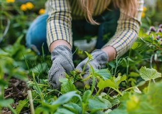 Décembre est la période idéale pour semer ou planter des cultures d'hiver. Voici ce que vous pouvez planter !