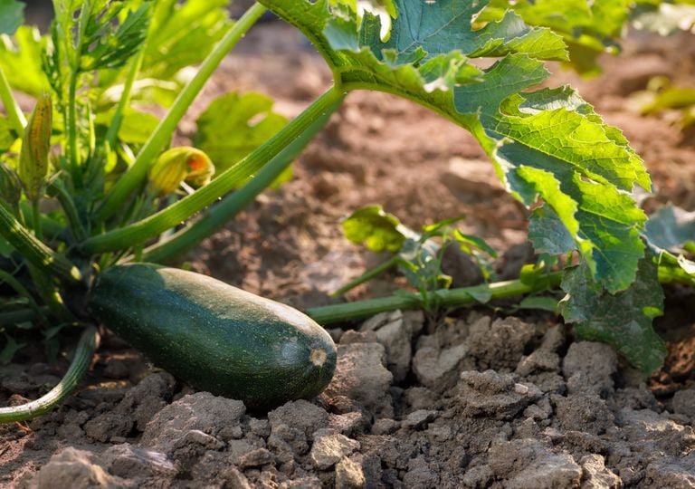 Qué plantar en el huerto en agosto: frutas, verduras y hierbas aromáticas que aún puedes sembrar