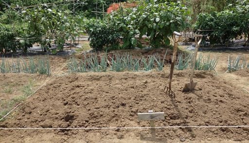 Qu&eacute; plantar en el huerto en agosto: frutas, verduras y hierbas arom&aacute;ticas que puedes sembrar en las pr&oacute;ximas semanas