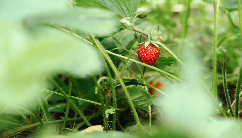 Imagen 3 La fresa, ideal para cultivar en agosto y cosechar en los meses siguientes.