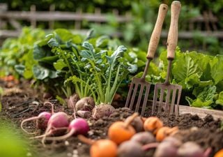Qué plantar en el huerto en Chile durante junio: hortalizas y verduras ideales para el inicio del invierno