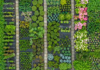 Qué plantar en el huerto en México durante junio: frutas, verduras y aromáticas ideales para la temporada de lluvias