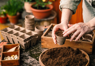 Qué plantar en el huerto en México durante mayo: frutas, verduras y aromáticas ideales para la temporada de lluvias