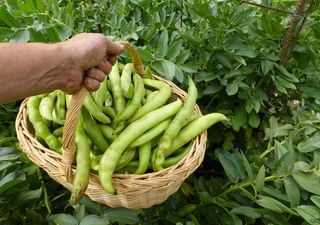 Qué plantar en el huerto en octubre: habas, guisantes, espinacas y ajos