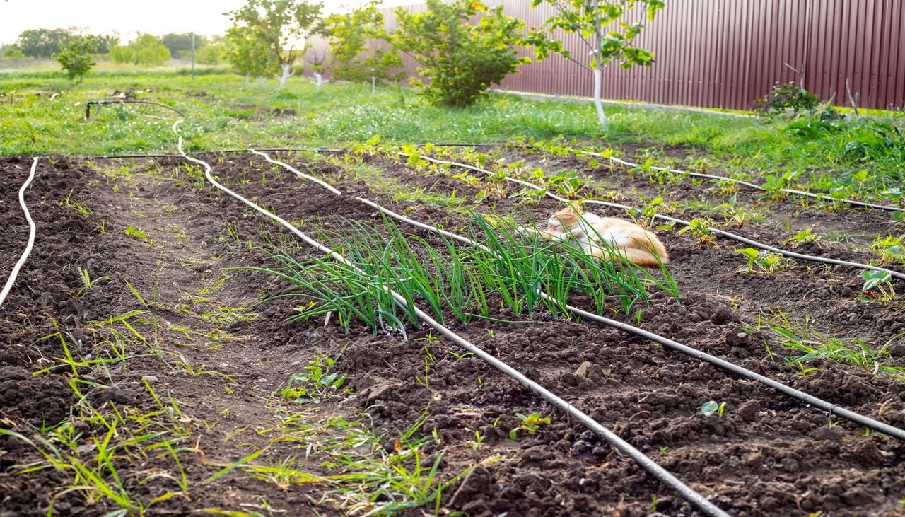 El huerto de principios de otoño ofrece infinidad de posibilidades para cultivar verduras y algunas frutas