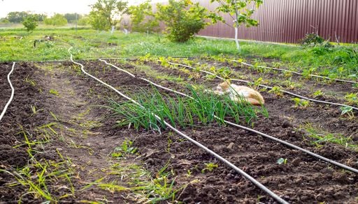 Qu&eacute; plantar en el huerto en septiembre: frutas, verduras y hierbas arom&aacute;ticas que puedes sembrar en el inicio del oto&ntilde;o