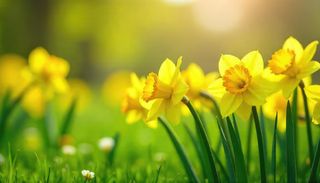 Qu&eacute; plantar en junio: 7 especies que conviene sembrar ahora para que exploten de color en la primavera