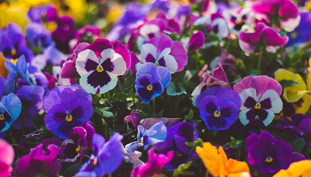 plantas Color inmediato contra el frío: el trasplante de plantines de pensamientos en junio asegura canteros y macetas vibrantes durante los meses más crudos.