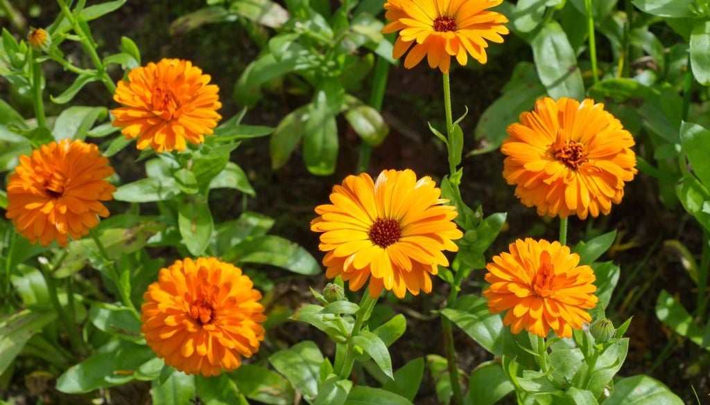 plantas Tener plantines de caléndula en invierno enciende el jardín con tonos cálidos y atrae a los primeros polinizadores.