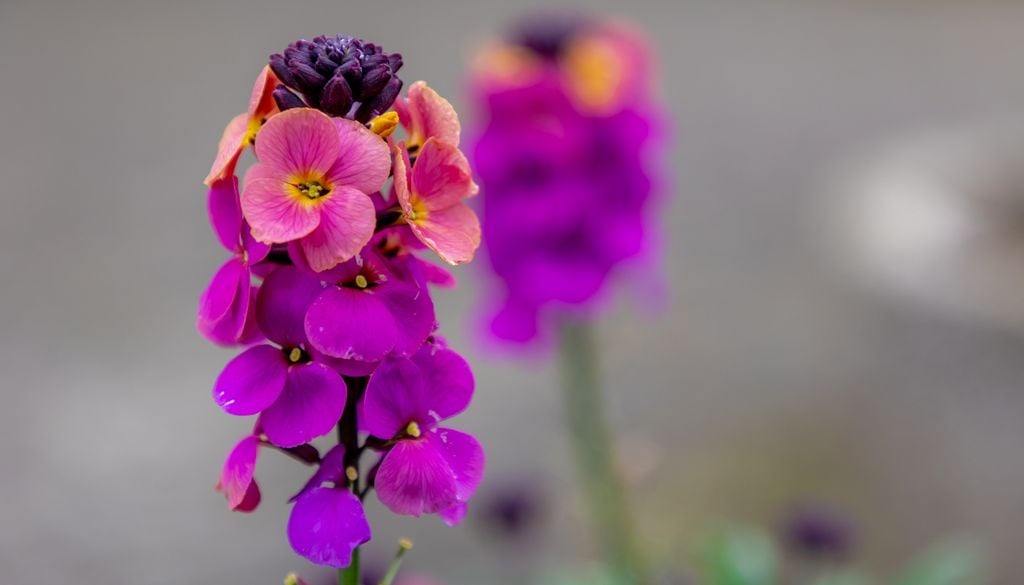 PLantas Los plantines de alelí aprovechan el suelo frío de junio para enraizar profundamente antes de desplegar sus perfumadas espigas en septiembre.