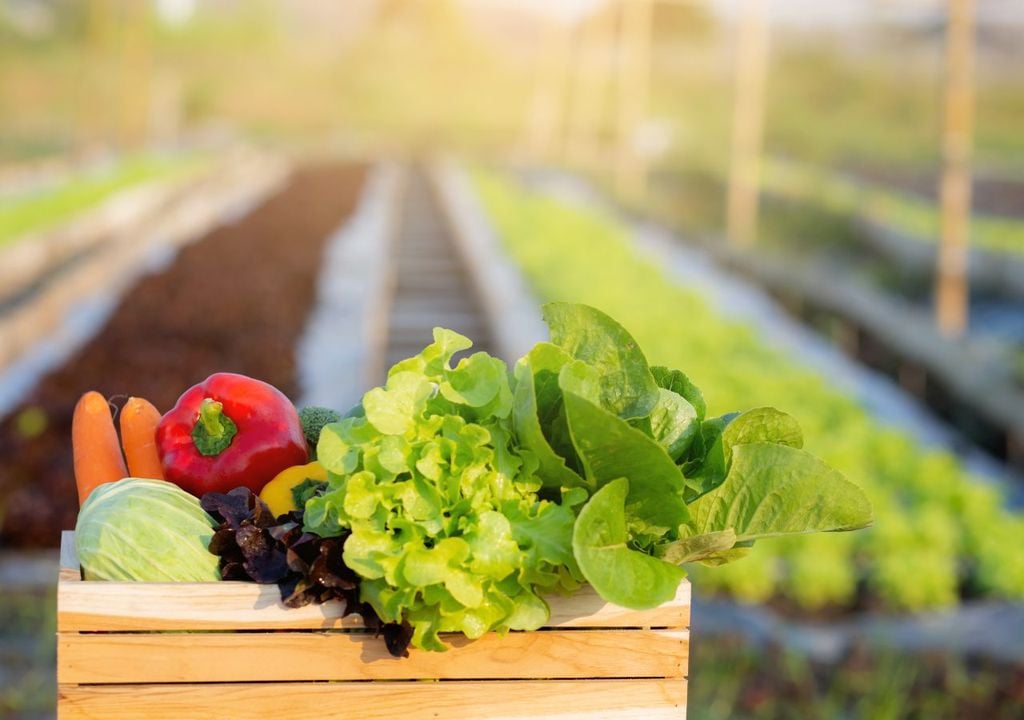 frutas, verduras