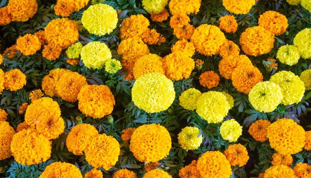 plantas Crecen muy bien en macetas individuales y resisten la luz solar intensa.