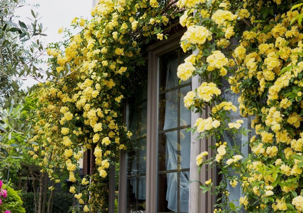 rosa Además de aportar sombra y privacidad, la Rosa banksiana atrae abejas, mariposas y otros polinizadores que favorecen la biodiversidad del jardín.
