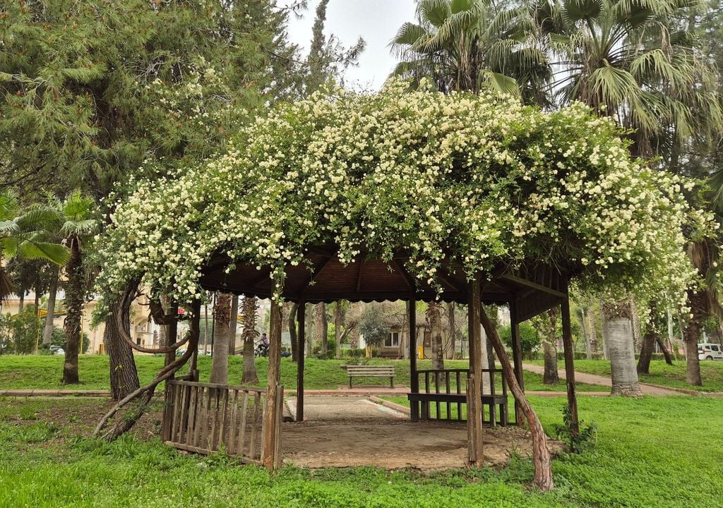 rosa Durante la primavera, esta trepadora se cubre de cientos de pequeñas flores blancas o amarillas que transforman cercos, pérgolas y medianeras en auténticos muros floridos.