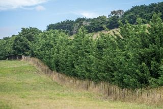 ¿Qué plantas escoger para un seto perimetral? Estas son las 4 mejores opciones