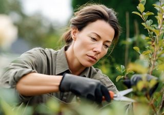 Qu&eacute; plantas podar en marzo: tareas esenciales antes que llegue el fr&iacute;o