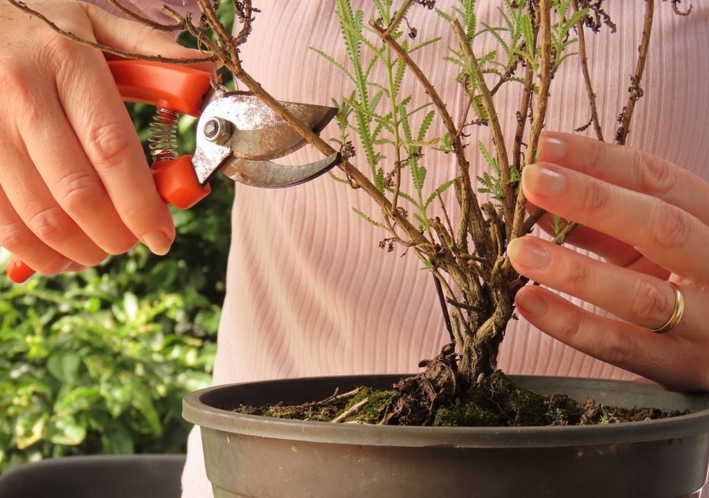 Las plantas aromáticas como lavanda, romero o tomillo responden bien a una poda moderada a fines del verano para estimular nuevos brotes.