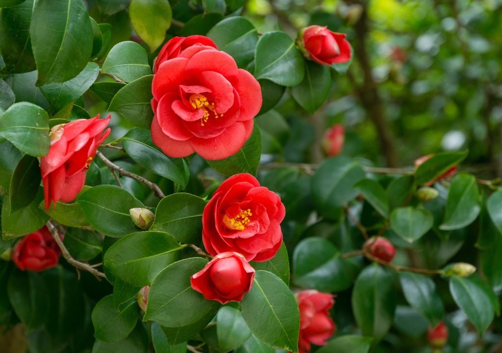 Las camelias forman sus yemas florales meses antes de la primavera, por lo que podarlas en marzo podría reducir la floración de la temporada siguiente.