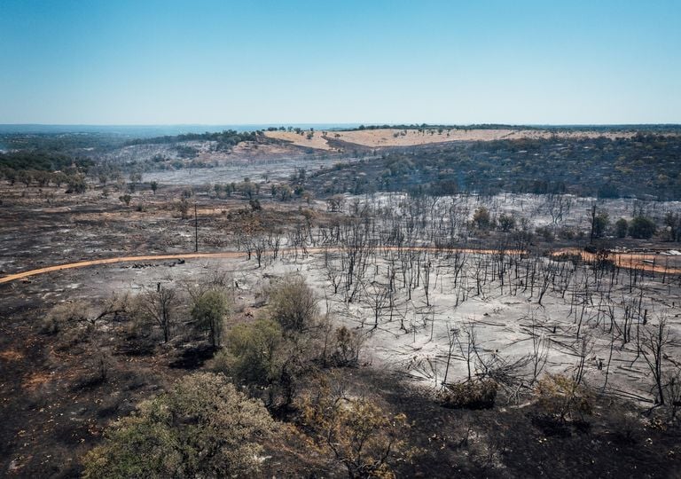 ¿Qué plantas son las primeras en brotar tras un incendio forestal?