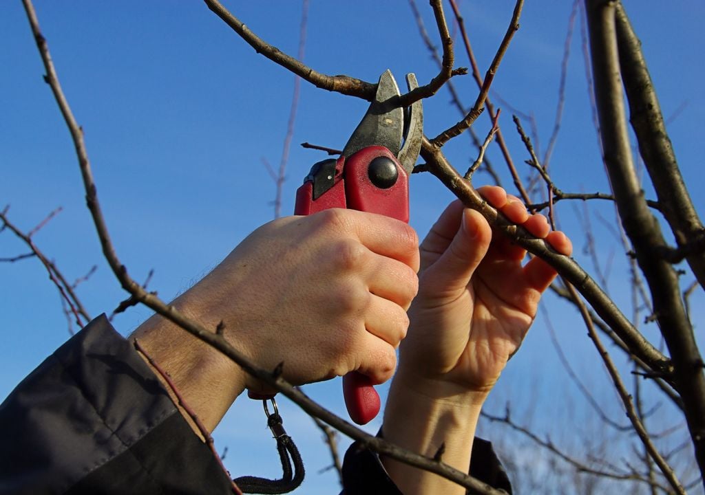 La taille en octobre, un aspect essentiel pour de nombreuses plantes et arbres fruitiers.