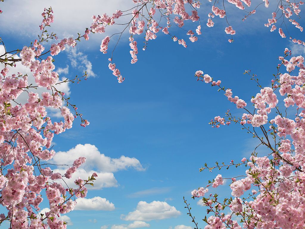 cerezos en flor cerezos en flor
