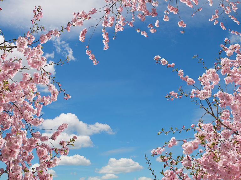 cerezos en flor cerezos en flor