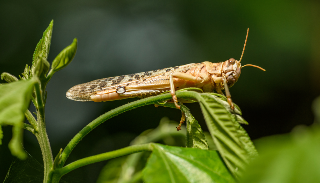 langosta La Locusta migratoria es la especie identificada en Kislyar.