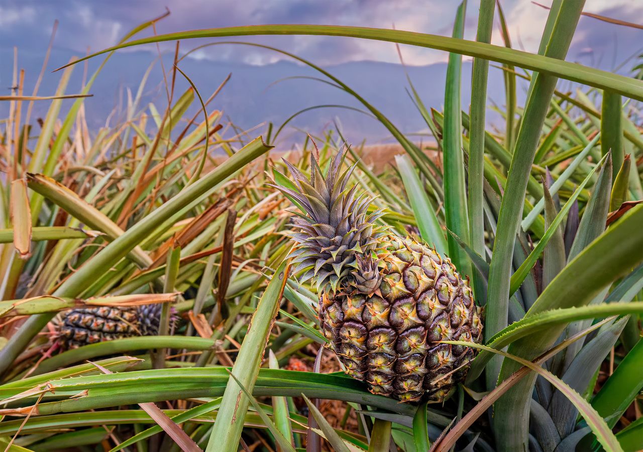 Existe un fenómeno meteorológico que es conocido en Estados Unidos como “pineapple express” o “expreso de la piña”.