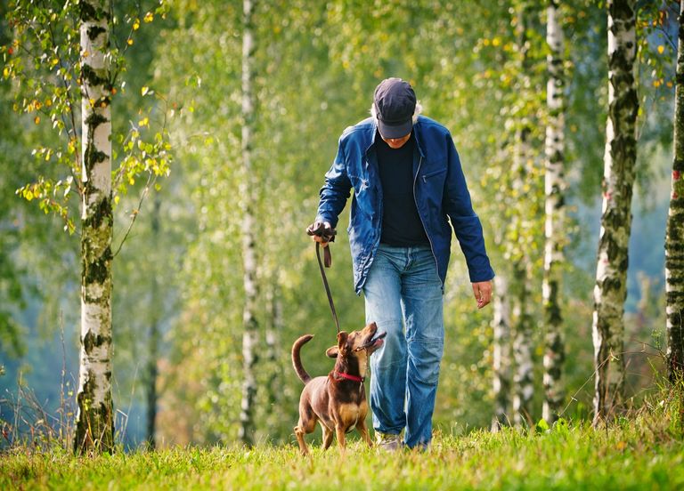 Forêts françaises : que risquez-vous si vous n'attachez pas votre chien en forêt depuis le 15 avril ? 