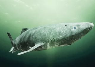 Qu&eacute; sabemos sobre la extrema longevidad del tibur&oacute;n de Groenlandia, el animal que puede vivir casi 400 a&ntilde;os