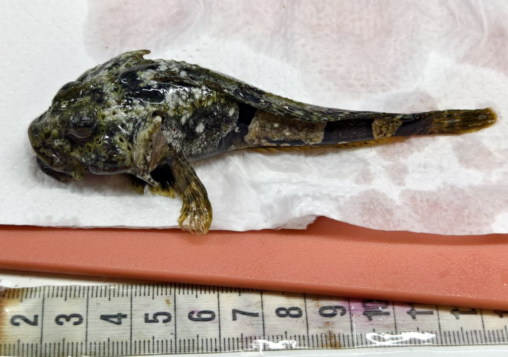 El estudio Fondecyt 1230485 "Consecuencias de la disrupción endocrina de productos farmacéuticos y de cuidado personal en harpagifer antarcticus" es liderado por Paulina Bahamonde. Imagen: Paulina Bahamonde.