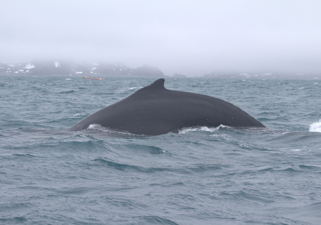 Los datos sobre las ballenas barbadas son tomados a través de fotografías y biopsias. Imagen: Irene Peña.