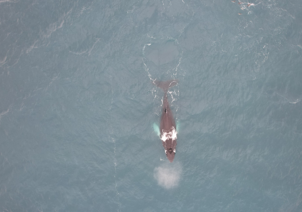 Fotografía aérea de una ballena barbada en las Islas Shetland del Sur. Imagen: Luis Aguilar.