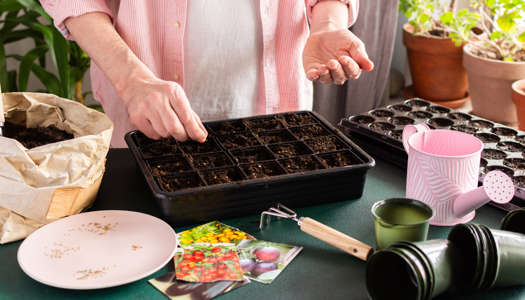 Sembrar en almácigo mejora la germinación, protege plántulas jóvenes y permite trasplantar plantas más fuertes en mejores condiciones.