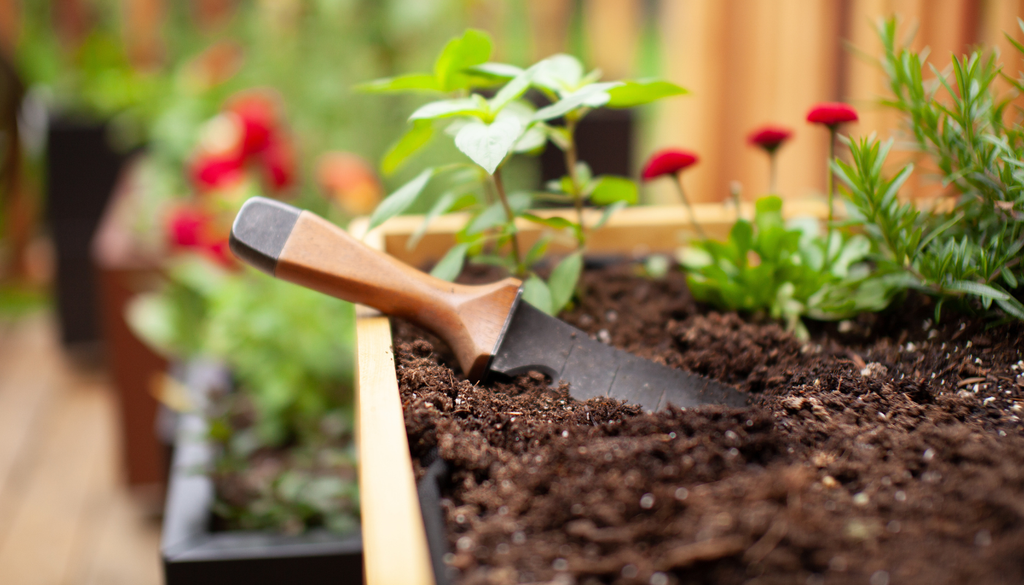 Riega profundo y no tan seguido para que las raíces crezcan mejor y las plantas sean más resistentes al calor.