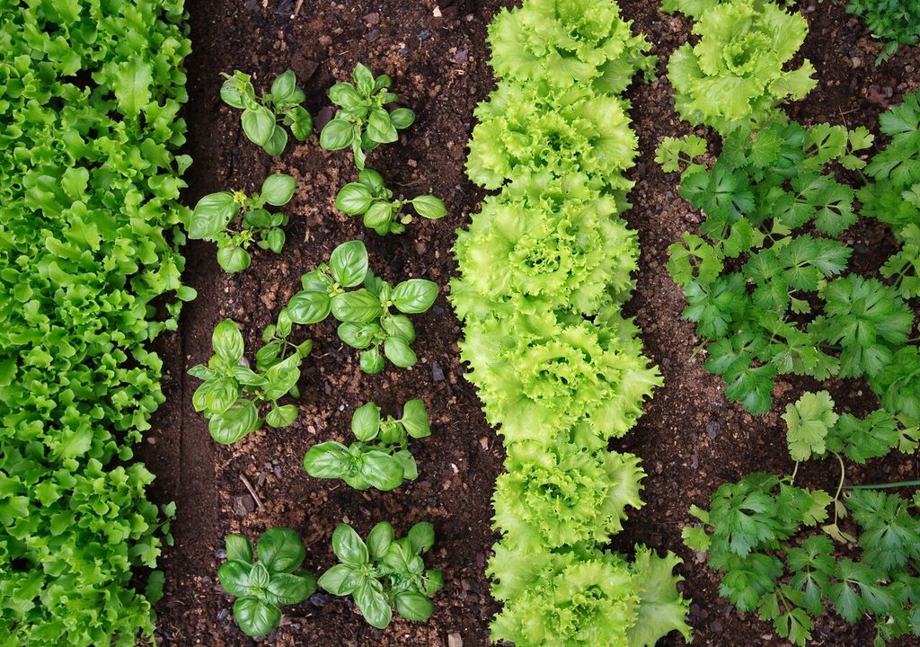 cosechas de ciclo corto