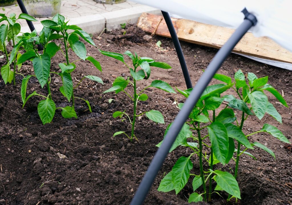 almácigos protegidos