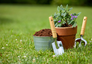 Qué sembrar en agosto en el huerto: verduras de temporada y hierbas aromáticas que aún puedes plantar