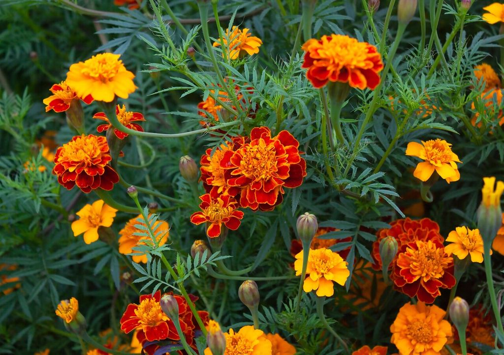 tagetes