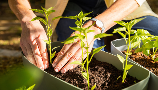 Qu&eacute; sembrar en octubre en M&eacute;xico: gu&iacute;a f&aacute;cil para tu huerto en casa