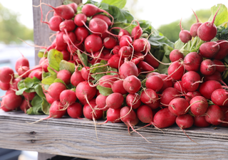 Qué sembrar en septiembre en México: frutas, verduras y aromáticas para aprovechar el final de la temporada de lluvias