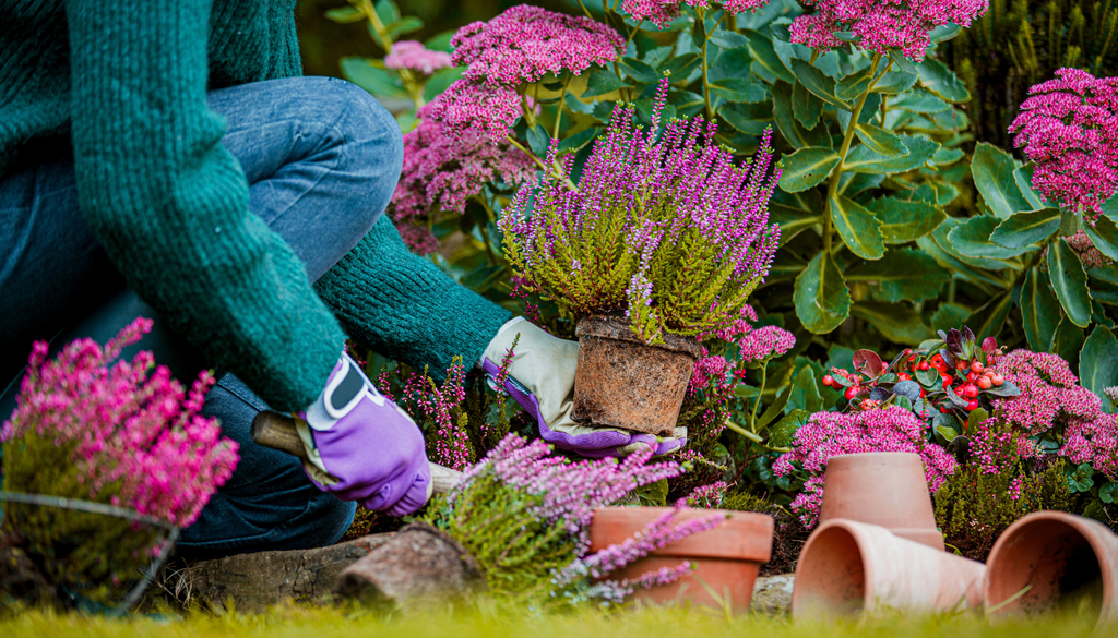 Las plantas de temporada fresca pueden mantener el jardín lleno de color incluso cuando las temperaturas empiecen a bajar. Las plantas de temporada fresca pueden mantener el jardín lleno de color incluso cuando las temperaturas empiecen a bajar.