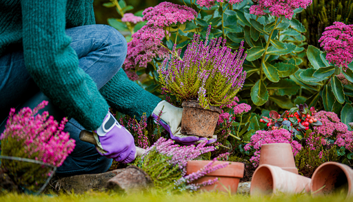 Qu&eacute; sembrar en oto&ntilde;o 2026: cultivos resistentes al fr&iacute;o para tu huerto y jard&iacute;n