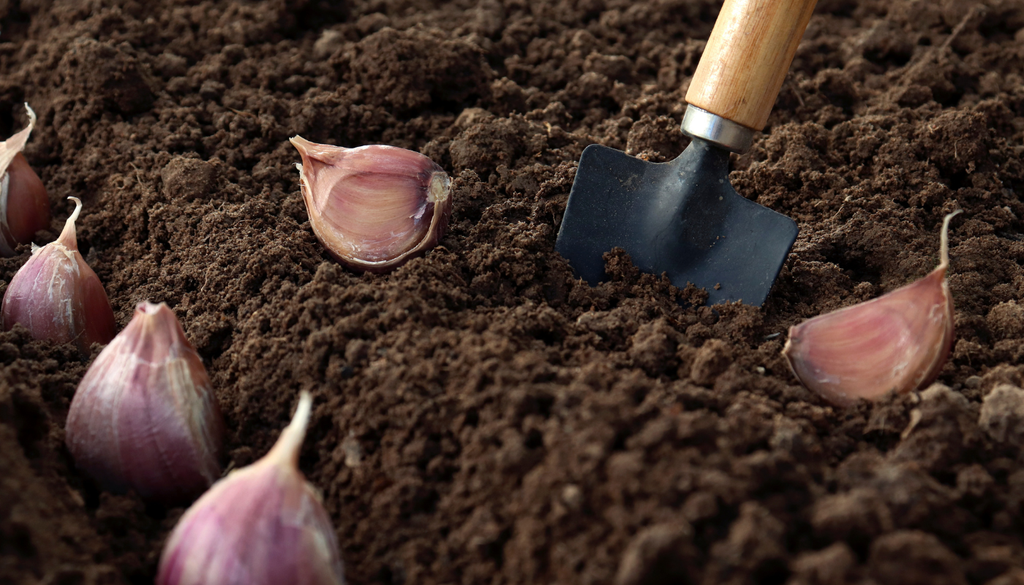 El ajo se planta diente por diente, siempre con la punta hacia arriba y en un suelo bien drenado. El ajo se planta diente por diente, siempre con la punta hacia arriba y en un suelo bien drenado.