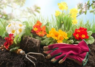 Qué semillas sembrar en otoño para tener flores en la próxima primavera 